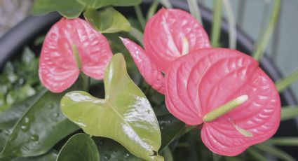 Esta infusión hará que tus anturios exploten de flores durante todo el año