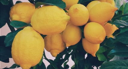 Huerto: ¿Cuánto tiempo tarda un limonero en maceta en dar frutos?