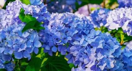 ¿Las hortensias son plantas de interior o exterior? Esto es lo que dicen los floristas