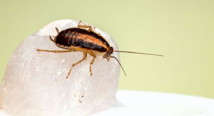 Esta es la verdura que necesitas para eliminar las cucarachas chiquitas de la cocina