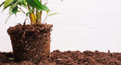 ¿Cuál es el mejor momento para cambiar el sustrato o la tierra de las plantas?