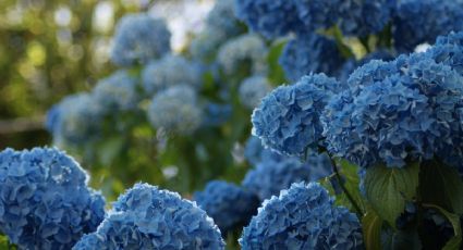 ¿Cómo hacer que las hortensias se pongan azules? Este es el secreto de los floristas para lograrlo