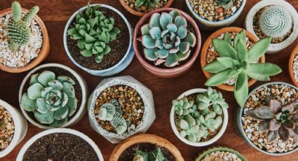 Secreto de jardinería: Prepara el mejor sustrato para suculentas usando 5 plantas