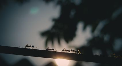 Este es el repelente casero más efectivo que ayuda a eliminar las hormigas de tus plantas