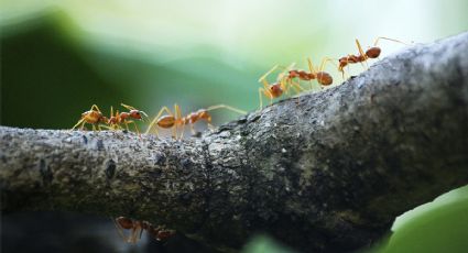 Elimina las hormigas de manera definitiva de tu huerto utilizando solo 2 ingredientes de tu cocina