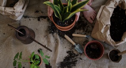 El inesperado ingrediente de cocina que puedes usar en la tierra de las plantas para retener humedad