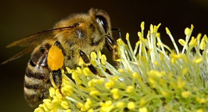 ¿Cómo hacer un bebedero casero para abejas? Reutiliza botellas de plástico