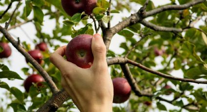 ¿Cómo hacer calcio con cáscara de huevo y limón para que tus árboles den MÁS frutos?