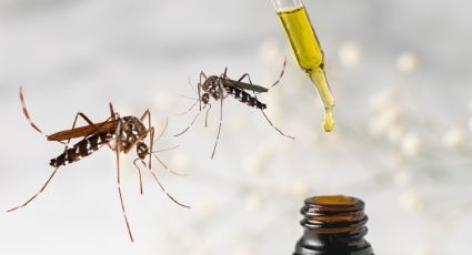 Estudio revela cuáles son los aceites esenciales MÁS EFECTIVOS para ahuyentar mosquitos