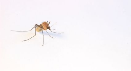 Dengue: Mezcla estos aceites esenciales con limón para evitar picaduras de mosquitos