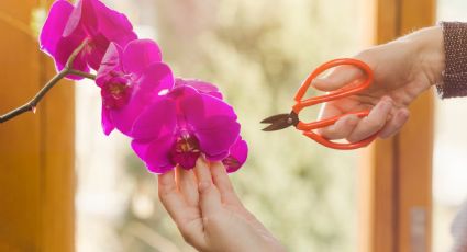 ¿Qué hacer cuando las orquídeas pierden sus flores? Sigue estos tips para seguir cuidándola