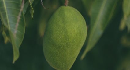 ¿Cómo plantar un mango para tener tu propio árbol frutal en maceta?