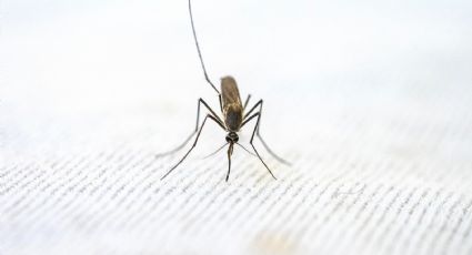 ¿La vainilla sirve como repelente para mosquitos? Aquí te explicamos la verdad, según los expertos