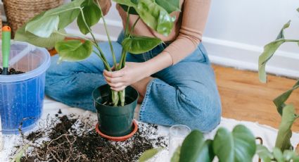 Poderoso ingrediente de cocina para hacer que la cuna de Moisés dé flores grandes TODO EL AÑO