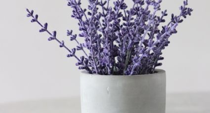 Feng Shui: ¿Qué significa tener una planta de lavanda en casa?