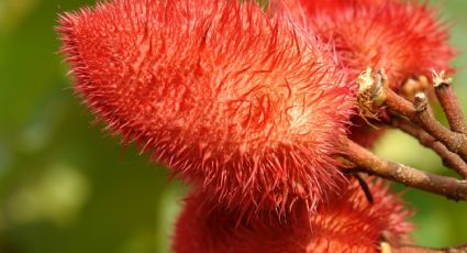 ¿Achiote? Descubre por qué esta especia mexicana está enloqueciendo a España y cómo aprovecharla