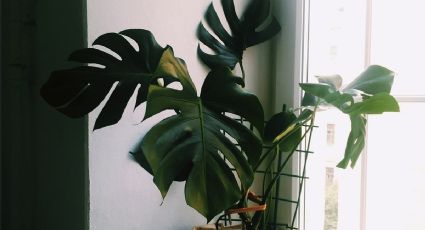 Feng Shui: Estas son las mejores razones para tener una Monstera en tu hogar