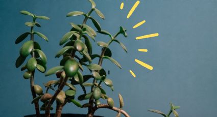 Feng Shui: ¿Qué significa tener un árbol de jade en la cocina?