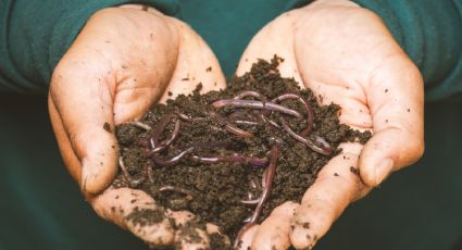 Humus de lombriz: ¿Cuáles son los beneficios para las plantas y cómo prepararlo en casa?