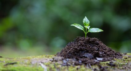 ¿Cómo proteger la tierra de las plantas de la sequía? Pon en práctica el método del mantillo verde