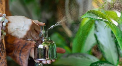 Poderoso ingrediente para acabar con la cochinilla y pulgones en las suculentas y plantas del jardín