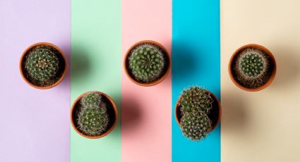 Conoce el significado espiritual de regalar un cactus a un ser querido