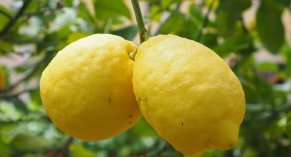 El ingrediente clave para hacer que tu limonero en maceta dé frutos más jugosos