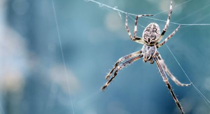 Conoce la planta aromática que sirve como repelente natural contra las arañas de la casa