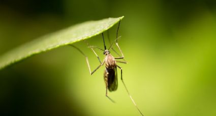 Repelente casero: Esta es la mezcla potente con aceites esenciales que ahuyenta a los mosquitos