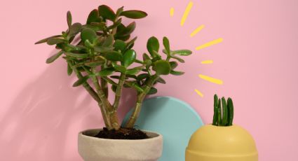 Feng Shui: ¿Cómo usar el árbol de jade en la cocina para atraer prosperidad y buena suerte?