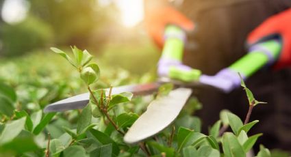 Secreto de jardinería: Así puedes usar la canela para recuperar tus plantas rotas