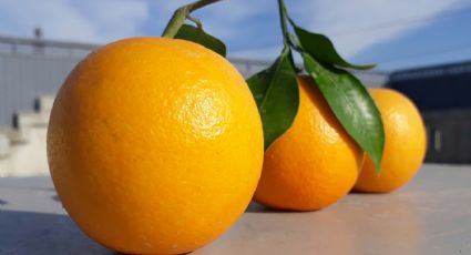 ¡Que no te gane el calor! Mejor prepara un helado de naranja con una presentación increíble