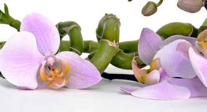 Mezcla estos ingredientes de cocina y haz que las orquídeas sean eternas y florezcan todo el año