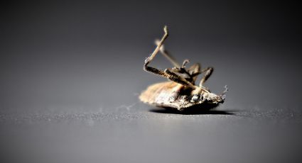 ¿Cómo eliminar las chinches en la pared? 2 ingredientes de cocina que acaban esta plaga al instante