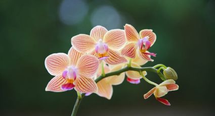 El compuesto químico que es clave como fertilizante para hacer florecer las orquídeas