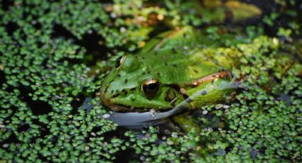 ¡Embellece la pecera aprendiendo a reproducir plantas flotantes!