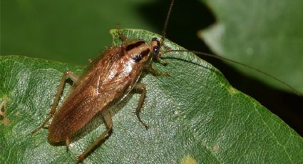 ¿Cómo identificar los huevos de cucaracha y dónde encontrarlos en casa?