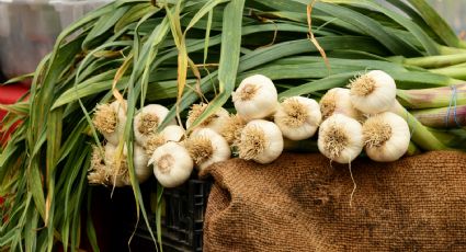 Huerto casero: La forma más fácil de cultivar ajos mientras reciclas tus cajas de poliestireno