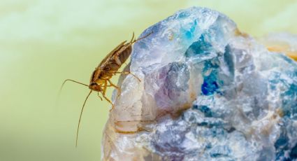 2 especias son suficientes para eliminar los huevos de cucarachas fácilmente