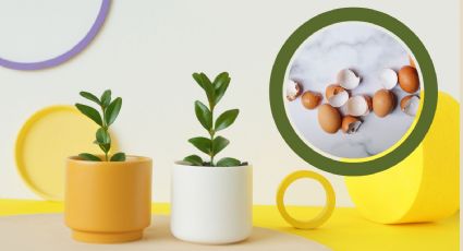 Convierte tus latas de conserva en hermosas macetas para plantas con cáscara de huevo molida