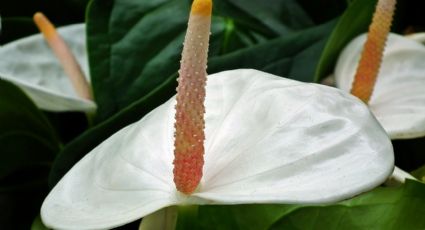 ¿Cómo polinizar el Anturio de forma sencilla para propagar tus plantas?