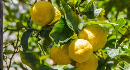 Huerto urbano: así puedes controlar la plaga por cochinilla cerosa en un árbol limonero