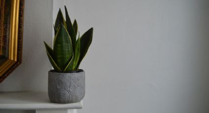 Sansevieria: 3 poderosas razones por las que debes poner la lengua de suegra en tu habitación