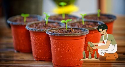 Huerto urbano: Las mejores verduras que debes cultivar en casa durante agosto