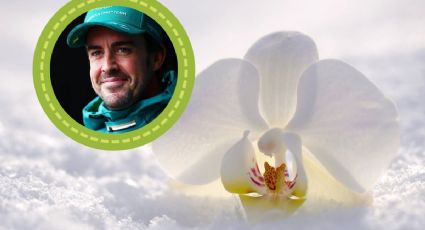 Plant lover: Descubre las tres flores favoritas de Fernando Alonso para decorar su habitación