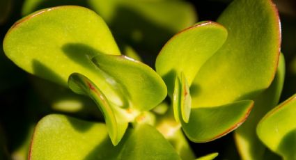 ¿Cómo distinguir entre una planta jade hembra y una macho? 3