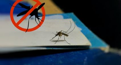 ¡Que no te coman los mosquitos! Prepara un insecticida casero con cebolla y ajo