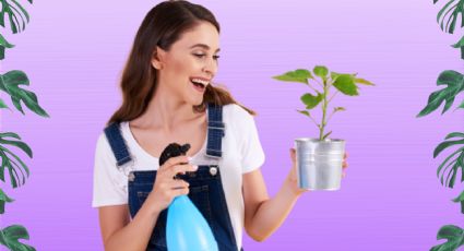 Trucos de jardinería: Sigue estos tips para crear un ambiente húmedo para tus plantas de interior