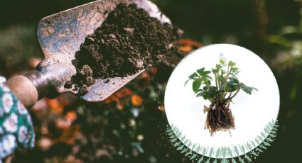 Método del barro: La técnica innovadora para reproducir esquejes en agua