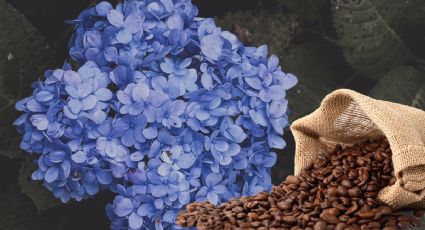 Hortensias: Aplica una cucharadita de este abono orgánico y tu planta explotará de flores en verano